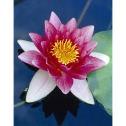 2x Nymphaea 'Attraction' – Waterlelie – ⌀11 Cm - ↕25-35 Cm 5 2x Nymphaea 'Attraction' – Waterlelie – ⌀11 Cm - ↕25-35 Cm -Goedkope Planten winkel 1000010559 0102