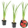 3x Rode Kafferlelie - Schizostylis 'Coccinea' - Vijverplant ⌀9 Cm