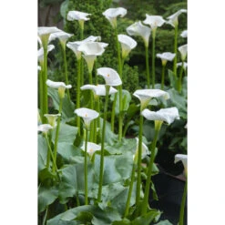 3x Witte Aronskelk - Zantedeschia 'Aethiopica' - Vijverplant ⌀9 Cm -Goedkope Planten winkel 1000010561 0102