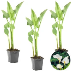 3x Witte Aronskelk - Zantedeschia 'Aethiopica' - Vijverplant ⌀9 Cm -Goedkope Planten winkel 1000010561 0103