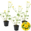 3x Caltha Palustris – Dotterbloem – ⌀09cm - ↕15-25 Cm -Goedkope Planten winkel 1000010562