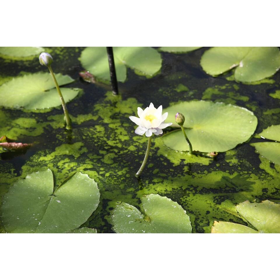 2x Nymphaea 'Marliacea Albida' – Waterlelie – ⌀11 Cm - ↕25-35 Cm 2 2x Nymphaea 'Marliacea Albida' – Waterlelie – ⌀11 Cm - ↕25-35 Cm - Afbeelding 2