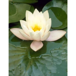 2x Nymphaea 'Marliacea Albida' – Waterlelie – ⌀11 Cm - ↕25-35 Cm 5 2x Nymphaea 'Marliacea Albida' – Waterlelie – ⌀11 Cm - ↕25-35 Cm -Goedkope Planten winkel 1000010565 0102