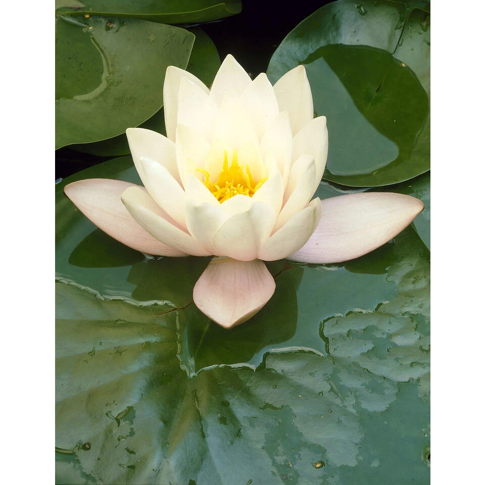 2x Nymphaea 'Marliacea Albida' – Waterlelie – ⌀11 Cm - ↕25-35 Cm 3 2x Nymphaea 'Marliacea Albida' – Waterlelie – ⌀11 Cm - ↕25-35 Cm - Afbeelding 3