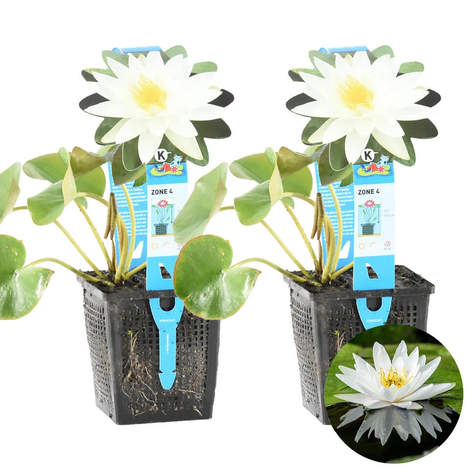 2x Nymphaea 'Marliacea Albida' – Waterlelie – ⌀11 Cm - ↕25-35 Cm 1 2x Nymphaea 'Marliacea Albida' – Waterlelie – ⌀11 Cm - ↕25-35 Cm