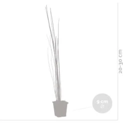 6x Equisetum Japonicum – Japanse Holpijp – ⌀9 Cm - ↕20-30 Cm -Goedkope Planten winkel 1000010566 0102