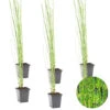 6x Equisetum Japonicum – Japanse Holpijp – ⌀9 Cm - ↕20-30 Cm