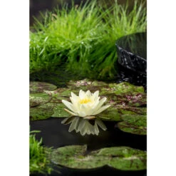 2x Nymphaea 'Marliacea Chormat' – Waterlelie – ⌀11 Cm - ↕25-35 Cm -Goedkope Planten winkel 1000010569 0102
