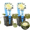 2x Nymphaea 'Marliacea Chormat' – Waterlelie – ⌀11 Cm - ↕25-35 Cm