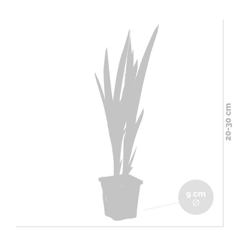 3x Iris 'Versicolor' – Wilde Iris – ⌀9 Cm - ↕20-30 Cm 3 3x Iris 'Versicolor' – Wilde Iris – ⌀9 Cm - ↕20-30 Cm - Afbeelding 3