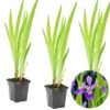 3x Iris 'Versicolor' – Wilde Iris – ⌀9 Cm - ↕20-30 Cm -Goedkope Planten winkel 1000010572