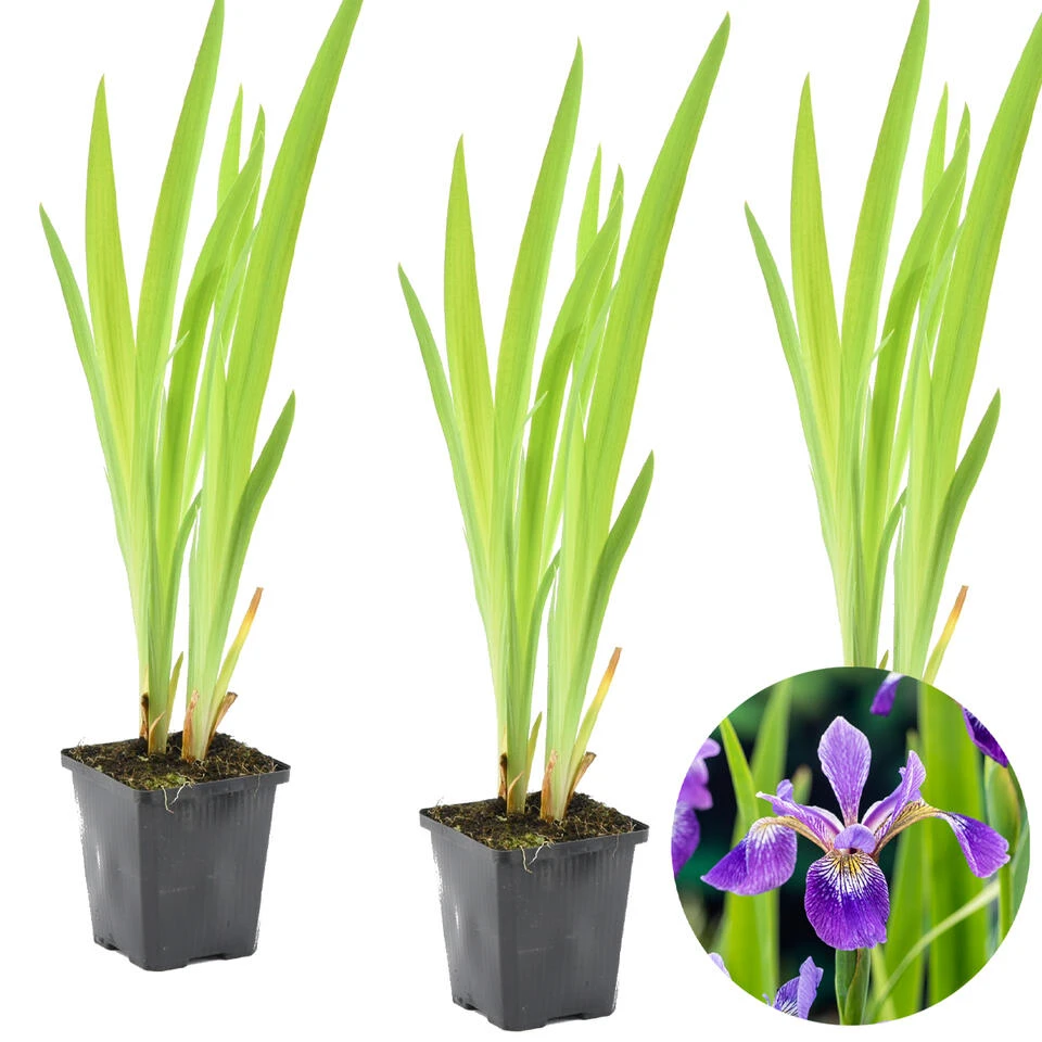 3x Iris 'Versicolor' – Wilde Iris – ⌀9 Cm - ↕20-30 Cm 1 3x Iris 'Versicolor' – Wilde Iris – ⌀9 Cm - ↕20-30 Cm