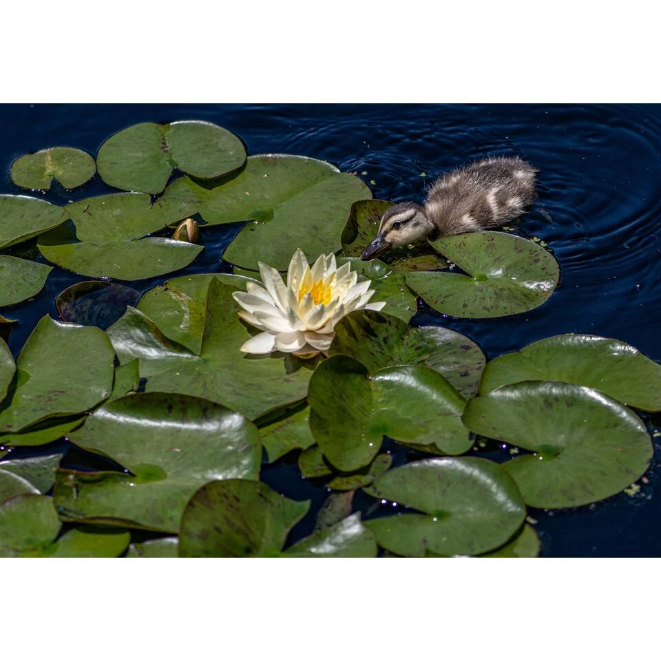 Nymphaea 'Marliacea Chormat' – Waterlelie – ⌀11 Cm - ↕25-35 Cm 2 Nymphaea 'Marliacea Chormat' – Waterlelie – ⌀11 Cm - ↕25-35 Cm - Afbeelding 2