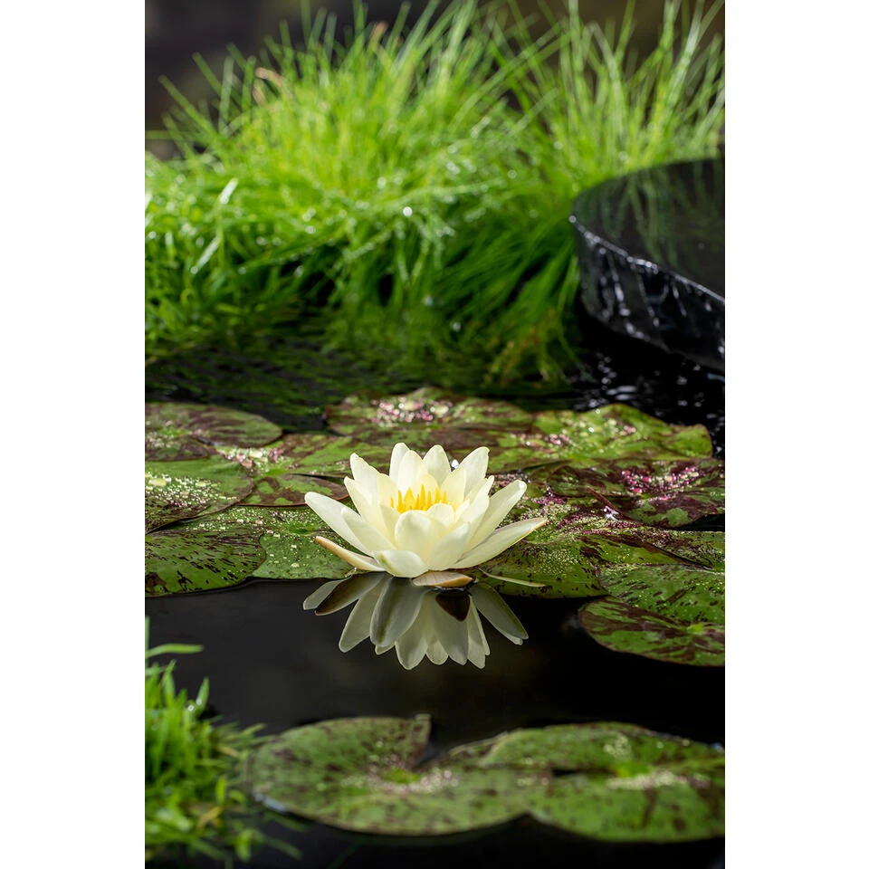 Nymphaea 'Marliacea Chormat' – Waterlelie – ⌀11 Cm - ↕25-35 Cm 3 Nymphaea 'Marliacea Chormat' – Waterlelie – ⌀11 Cm - ↕25-35 Cm - Afbeelding 3