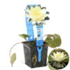Nymphaea 'Marliacea Chormat' – Waterlelie – ⌀11 Cm - ↕25-35 Cm 6 Nymphaea 'Marliacea Chormat' – Waterlelie – ⌀11 Cm - ↕25-35 Cm -Goedkope Planten winkel 1000010573