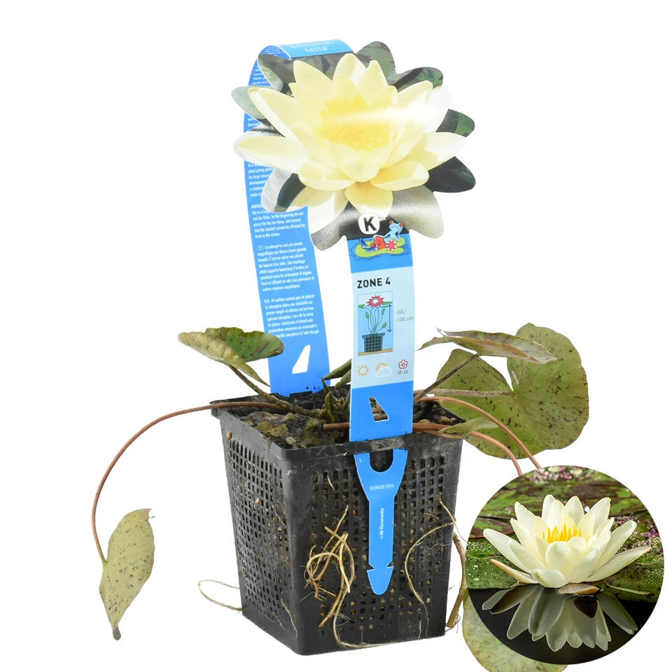 Nymphaea 'Marliacea Chormat' – Waterlelie – ⌀11 Cm - ↕25-35 Cm 1 Nymphaea 'Marliacea Chormat' – Waterlelie – ⌀11 Cm - ↕25-35 Cm