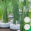 3x Equisetum Japonicum β Japanse Holpijp β β9 Cm - β20-30 Cm 8 3x Equisetum Japonicum β Japanse Holpijp β β9 Cm - β20-30 Cm -Goedkope Planten winkel 1000010575