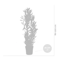2x Laurus Nobilis - Keukenlaurier - ⌀21 Cm - ↕80-100 Cm -Goedkope Planten winkel 1000010577 0102