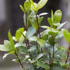 2x Laurus Nobilis - Keukenlaurier - ⌀21 Cm - ↕80-100 Cm -Goedkope Planten winkel 1000010577 0103