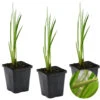 3x Acorus Calamus – Kalmoes – ⌀09cm - ↕10-20 Cm -Goedkope Planten winkel 1000010578