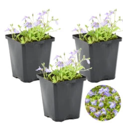 3x Mazus Reptans – Blauwe Mazus – Vijverplant – ⌀09cm - ↕15-25 Cm
