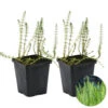 2x Hippuris Vulgaris – Lidsteng – ⌀11cm - ↕15-25 Cm -Goedkope Planten winkel 1000010580