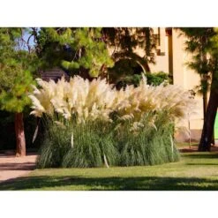 2x XL Cortaderia 'Pumila' - Buitenplant In Kwekerspot ⌀17 Cm - ↕25 Cm 6 2x XL Cortaderia 'Pumila' - Buitenplant In Kwekerspot ⌀17 Cm - ↕25 Cm -Goedkope Planten winkel 1000010584 0102