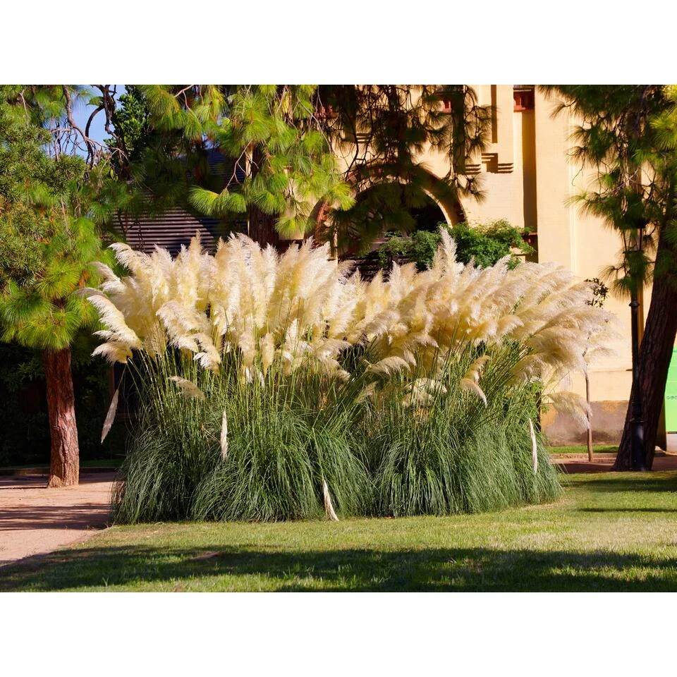 2x XL Cortaderia 'Pumila' - Buitenplant In Kwekerspot ⌀17 Cm - ↕25 Cm 3 2x XL Cortaderia 'Pumila' - Buitenplant In Kwekerspot ⌀17 Cm - ↕25 Cm - Afbeelding 3