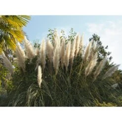 2x XL Cortaderia 'Pumila' - Buitenplant In Kwekerspot ⌀17 Cm - ↕25 Cm 7 2x XL Cortaderia 'Pumila' - Buitenplant In Kwekerspot ⌀17 Cm - ↕25 Cm -Goedkope Planten winkel 1000010584 0103