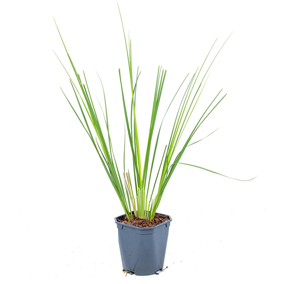 2x XL Cortaderia 'Pumila' - Buitenplant In Kwekerspot ⌀17 Cm - ↕25 Cm 1 2x XL Cortaderia 'Pumila' - Buitenplant In Kwekerspot ⌀17 Cm - ↕25 Cm