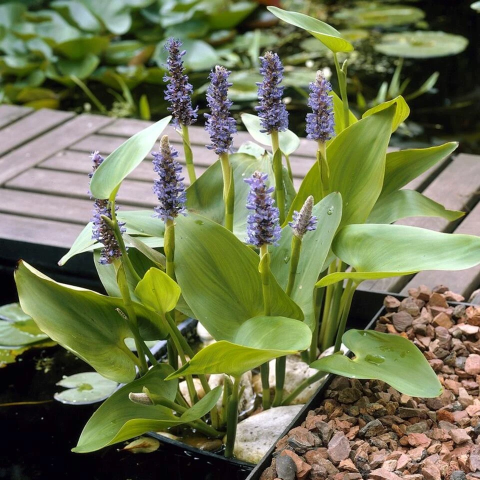 Snoekkruid Pontederia Cordata - Vijverplant In Pot 9 Cm - Hoogte15 Cm 2 Snoekkruid Pontederia Cordata - Vijverplant In Pot 9 Cm - Hoogte15 Cm - Afbeelding 2