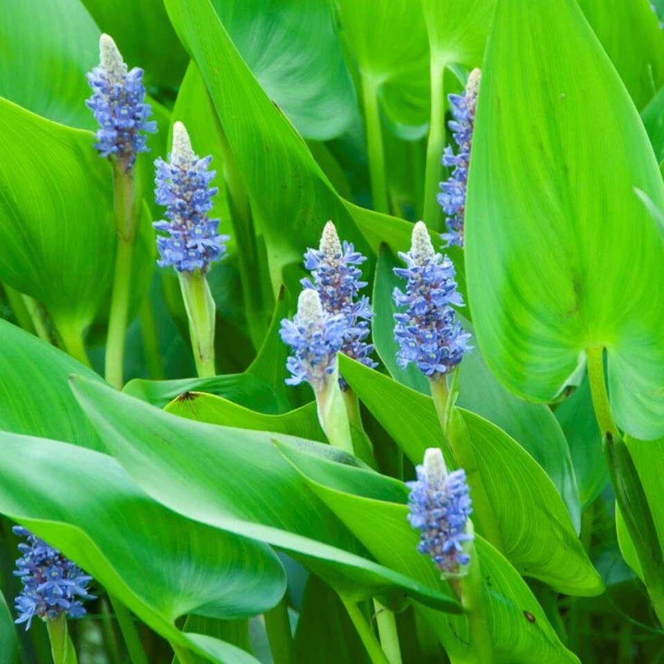 Snoekkruid Pontederia Cordata - Vijverplant In Pot 9 Cm - Hoogte15 Cm 3 Snoekkruid Pontederia Cordata - Vijverplant In Pot 9 Cm - Hoogte15 Cm - Afbeelding 3
