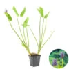 Snoekkruid Pontederia Cordata - Vijverplant In Pot 9 Cm - Hoogte15 Cm -Goedkope Planten winkel 1000010585