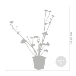 6x Caltha Palustris – Dotterbloem – ⌀09cm - ↕15-25 Cm -Goedkope Planten winkel 1000010586 0102