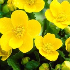 6x Caltha Palustris – Dotterbloem – ⌀09cm - ↕15-25 Cm -Goedkope Planten winkel 1000010586 0103