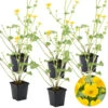 6x Caltha Palustris – Dotterbloem – ⌀09cm - ↕15-25 Cm -Goedkope Planten winkel 1000010586