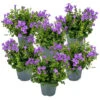 6x Campanula Ambella Intense Purple - ⌀10,5 Cm-↕15-20 Cm -Goedkope Planten winkel 1000010589