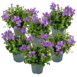 6x Campanula Ambella Intense Purple - ⌀10,5 Cm-↕15-20 Cm
