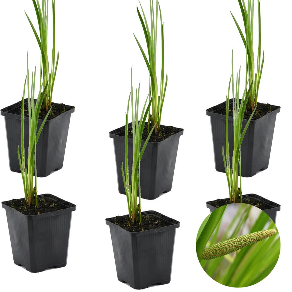 6x Acorus Calamus – Kalmoes – ⌀09cm - ↕10-20 Cm 1 6x Acorus Calamus – Kalmoes – ⌀09cm - ↕10-20 Cm