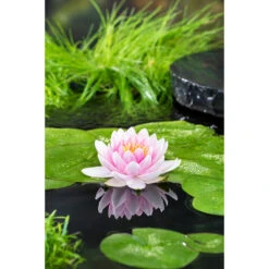2x Nymphaea 'M'd Wilfron Gonnere' – Waterlelie – ⌀11 Cm - ↕25-35 Cm 5 2x Nymphaea 'M'd Wilfron Gonnere' – Waterlelie – ⌀11 Cm - ↕25-35 Cm -Goedkope Planten winkel 1000010593 0102