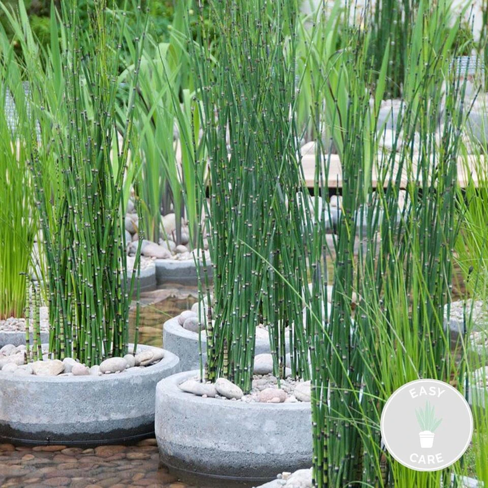 Equisetum Japonicum – Japanse Holpijp – ⌀9 Cm - ↕20-30 Cm 2 Equisetum Japonicum – Japanse Holpijp – ⌀9 Cm - ↕20-30 Cm - Afbeelding 2