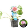 Nymphaea 'Attraction' – Waterlelie – ⌀11 Cm - ↕25-35 Cm -Goedkope Planten winkel 1000010596