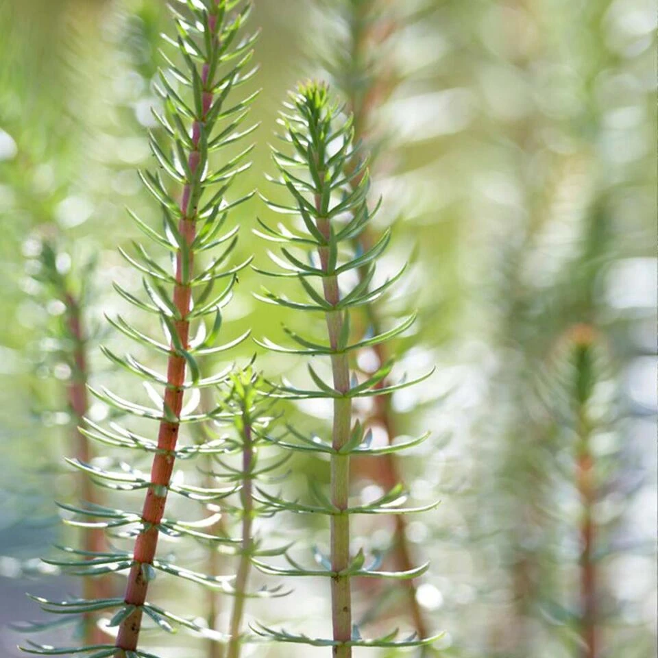 Hippuris Vulgaris – Lidsteng – ⌀11cm - ↕15-25 Cm 4 Hippuris Vulgaris – Lidsteng – ⌀11cm - ↕15-25 Cm - Afbeelding 4