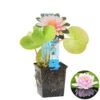 Nymphaea 'M'd Wilfron Gonnere' – Waterlelie – ⌀11 Cm - ↕25-35 Cm 8 Nymphaea 'M'd Wilfron Gonnere' – Waterlelie – ⌀11 Cm - ↕25-35 Cm -Goedkope Planten winkel 1000010599