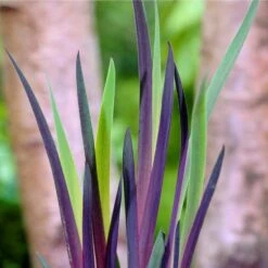 Iris 'Versicolor' – Wilde Iris – ⌀9 Cm - ↕20-30 Cm -Goedkope Planten winkel 1000010600 0103