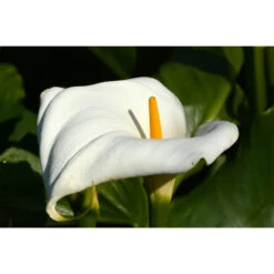 Witte Aronskelk - Zantedeschia 'Aethiopica' - Vijverplant ⌀9 Cm 6 Witte Aronskelk - Zantedeschia 'Aethiopica' - Vijverplant ⌀9 Cm -Goedkope Planten winkel 1000010601 0102