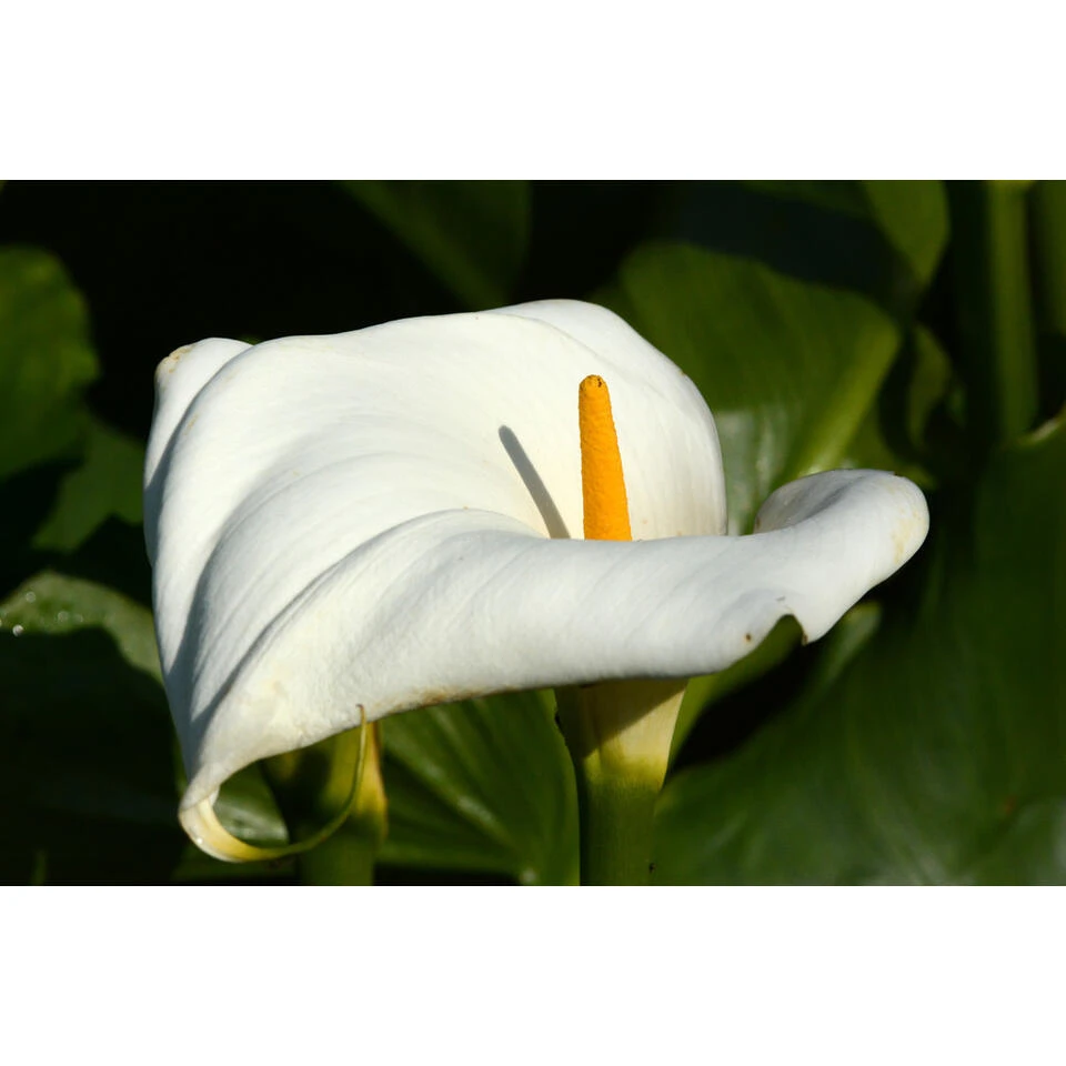 Witte Aronskelk - Zantedeschia 'Aethiopica' - Vijverplant ⌀9 Cm 3 Witte Aronskelk - Zantedeschia 'Aethiopica' - Vijverplant ⌀9 Cm - Afbeelding 3