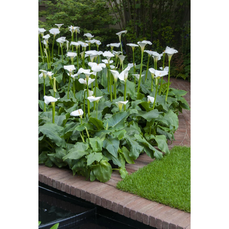 Witte Aronskelk - Zantedeschia 'Aethiopica' - Vijverplant ⌀9 Cm 1 Witte Aronskelk - Zantedeschia 'Aethiopica' - Vijverplant ⌀9 Cm