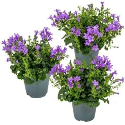 3x Campanula Ambella Intense Purple - ⌀10,5 Cm-↕15-20 Cm
