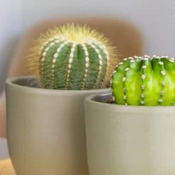 3x Cactus Mix – Succulent – Onderhoudsvriendelijk - ⌀8,5 Cm –↕10-15 Cm -Goedkope Planten winkel 1000010739 0103